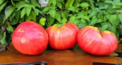 gigante rose di giaveno